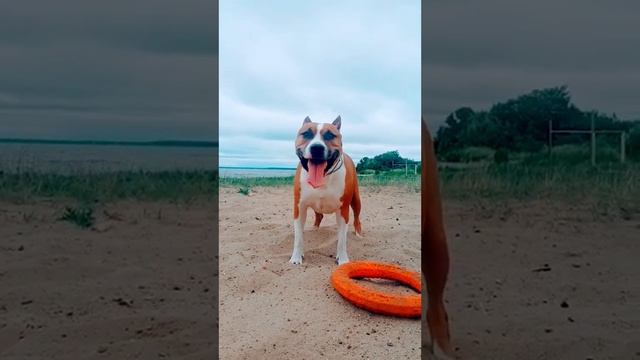 Амстафф Миша | AmStaff Misha | American Staffordshire Terrier
