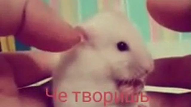 Пипец хомяк