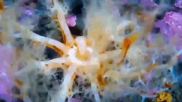 Необычное видео
