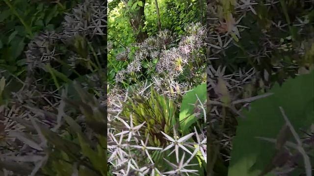 Сиреневый космос - это лук декоративный Афлатунский.