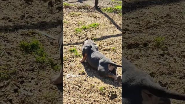 Наша красотка Мантра???нам 4 месяца, какие формы?