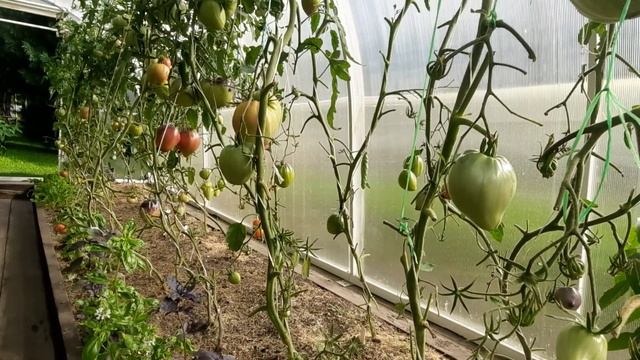 Как я готовлю теплицы к следующему сезону