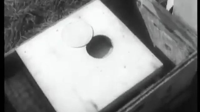 Ускоренное Воспроизводство пчелиных семей 1987г