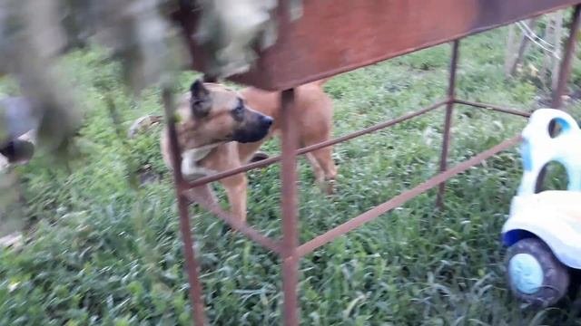 почему мой Амстафф кидается и рвётся в бой на других собак??? дурной характер у Питбуля.