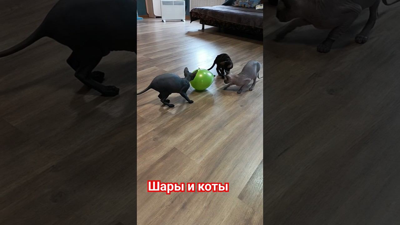 Шарик и коты#catshorts #котята #cats #смешныекоты