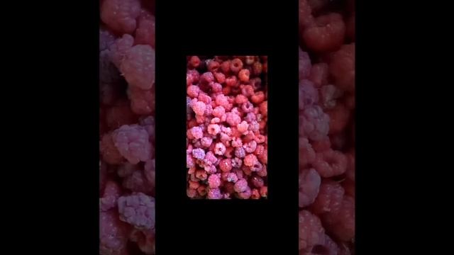 Reelvideo-98907.mp4
