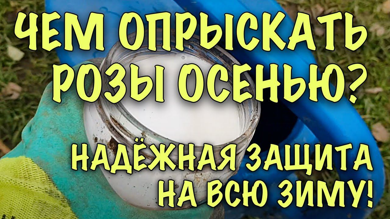 МОИ РОЗЫ НАДЁЖНО ЗАЩИЩЕНЫ ОТ БОЛЕЗНЕЙ И ВРЕДИТЕЛЕЙ НА ВСЮ ЗИМУ!Чем ЭФФЕКТИВНО обработать розы осенью