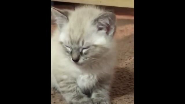 СОВРЕМЕННЫЕ ПРИКОЛЫ Смешные собачки Шутки с котами - Смешно до слез (2019) МатроскинТВ