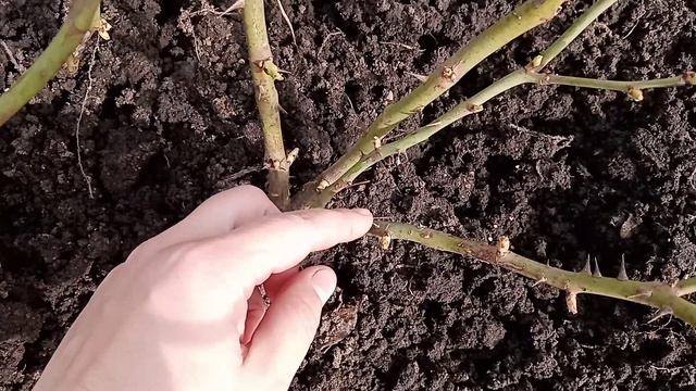 Открытие роз и гортензий после зимы