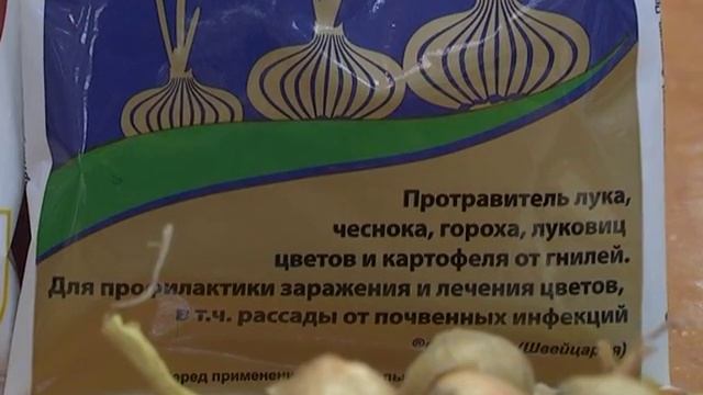 Лук-севок. Весна 2016