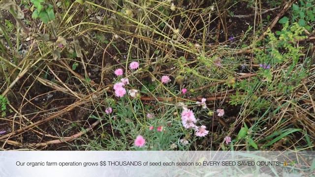 Seed Saving   🌸 flower edition
