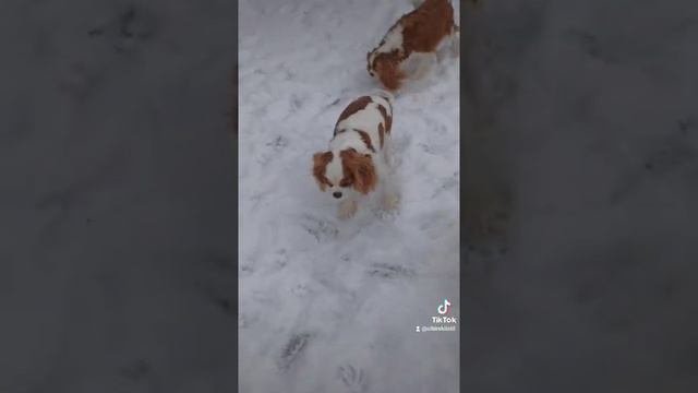 Кавалер Кинг Чарльз спаниель. Питомник 