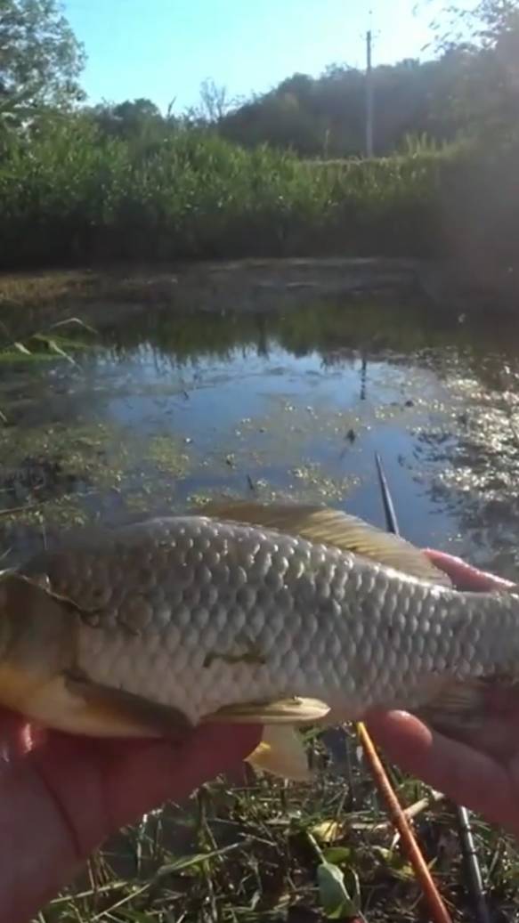 Рыбалка летом. Ловля карася🎣