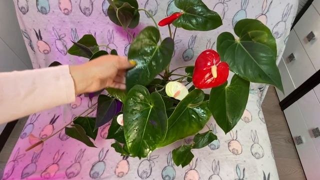 Антуриум Андреанум Anthurium Andreanum. Мужское счастье