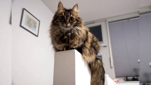 Turkish Angora. Pros and Cons, Price, How to choose, Facts, Care, History