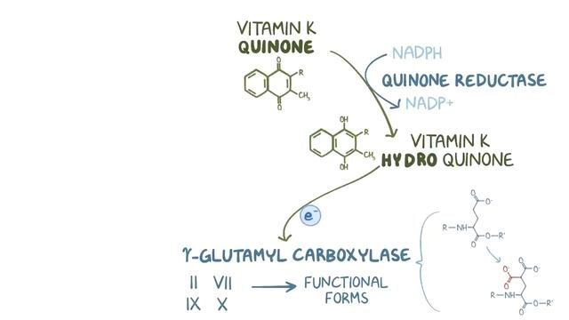 Vitamin K and hemostasis.mp4