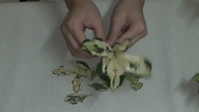 Water propagation of Gardenia Rosal