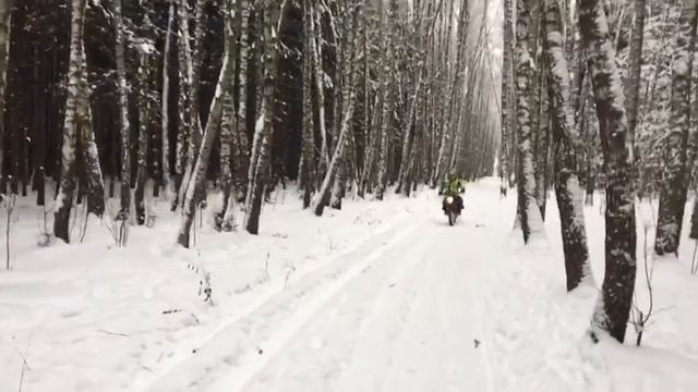 Мотопрогулка по лесу на ирбис ттр125