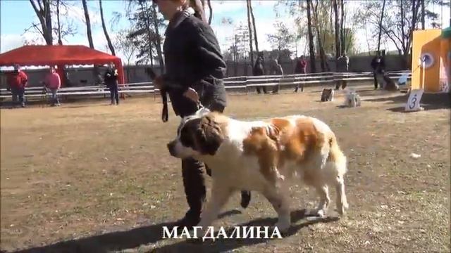 Moscow Watchdog Чемпионат 2012 ч IX ЧК Ветераны