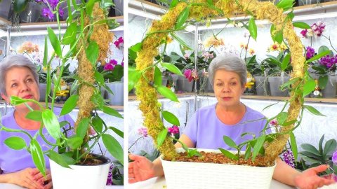 Ах, эта милая орхидея Ваниль! Самодельный грунт - субстрат для орхидеи. Часть 1.