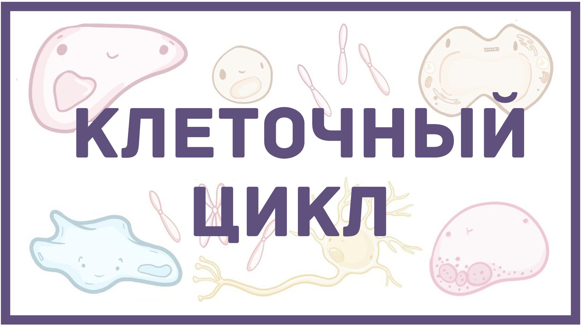 Клеточный цикл