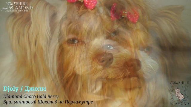 Djolly/Джоли Baby Face Blue Diamond; Choco Gold Berry /Брильянтовый Шоколад на Перламутре