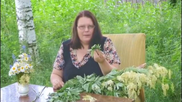 Заготовка ТАВОЛГИ - мастер-класс