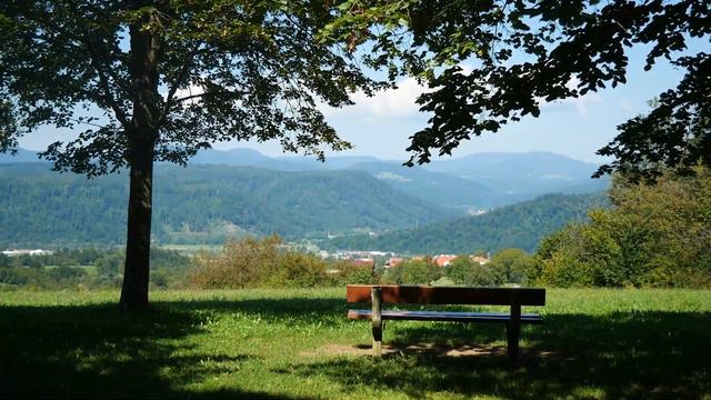 Пение Птиц с Расслабляющим Видом Природы / Singing Birds with a Relaxing Nature View.