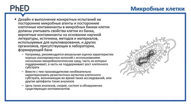 3.3. Клеточные субстраты: установление характеристик и испытания банков клеток