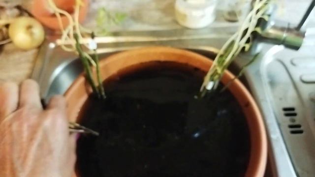 Розы из Светофора. Обработка перед посадкой
