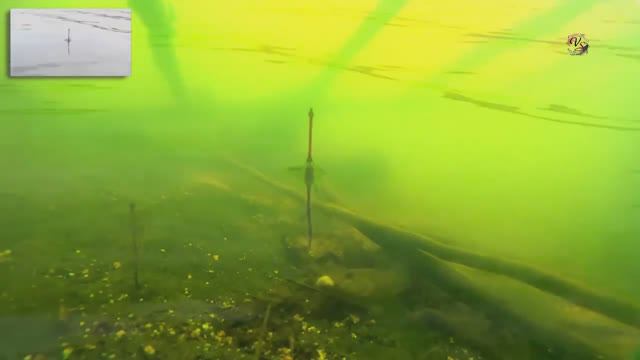 Поклевки БЫЧКОВ на червя поплавочной удочкой. Рыбалка на озере Карасун Краснодар