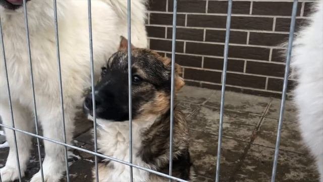 ПЕРВОЕ АПРЕЛЯ  выгул собак породы самоед и вольер для собаки своими руками  смешные животные 2020