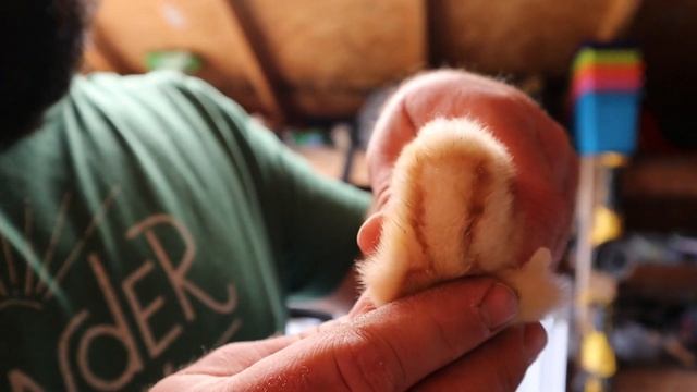 BABY CHICKS AND GEORGIA HAS GOT TO GO