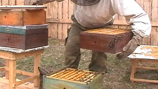 Строение улья удав (многокорпусный стояк на сжатом гнезде) и технология пчеловождения в нём