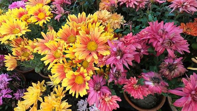 PATULI PLANT NURSERY | ORANGE CACTUS PETUNIA CHANDRAMALIKA GERBERA FLOWER PLANT|Best Flowers Foreve