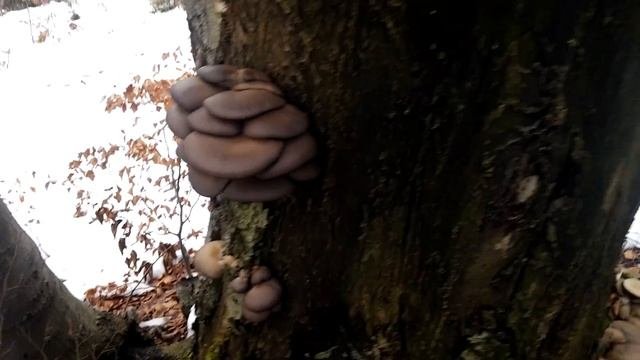 Boczniak ostrygowaty Pleurotus ostreatus w Szczyrku