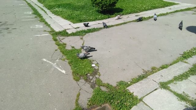 Јагодински голубови
