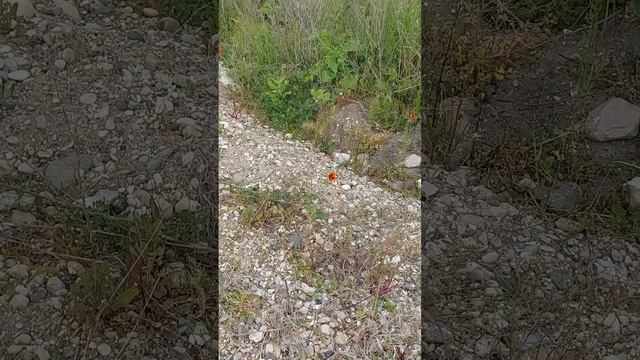 lv_0_20220620173316.mp4