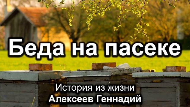 Беда на пасеке. Алексеев Геннадий. Истории из жизни. МСЦ ЕХБ