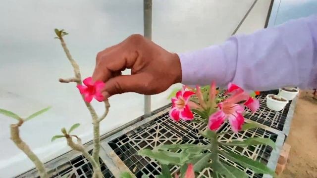 Adenium Crispum Plant एडनयम करसपम  Seed Grown Hybrids  Grafting बज स उगए हइबरड