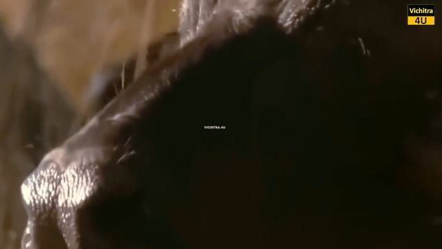 अफ्रीका के जंगली भैंस इतने खतरनाक क्यों होते हैं ? WHY AFRICAN BUFFALOS ARE SO DANGEROUS ?