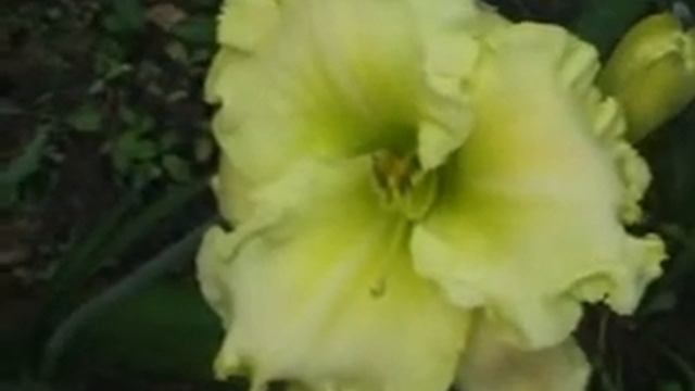 Лилейник daylily JADE GLOW