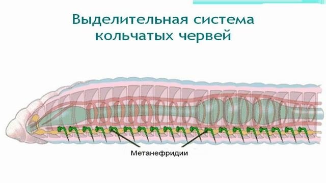 Кольчатые черви