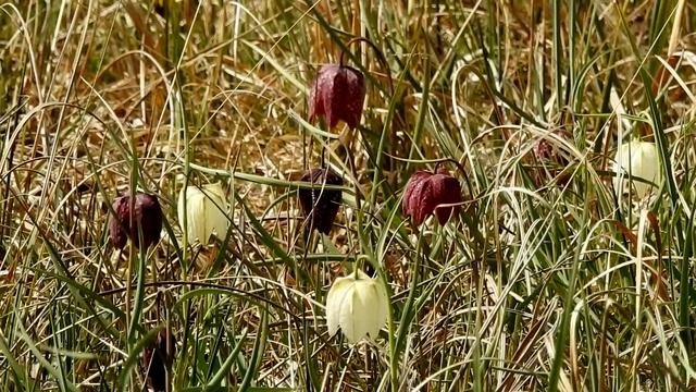 Schachblumen Fritillaria meleagris