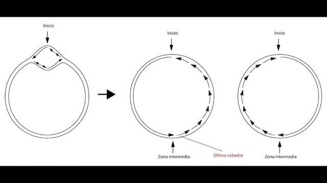 Replicacion de DNA en E.coli