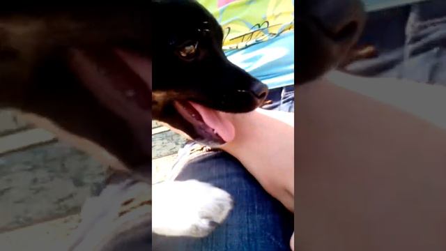 Бездомный щенок играемся с ним/ Вероника Лера