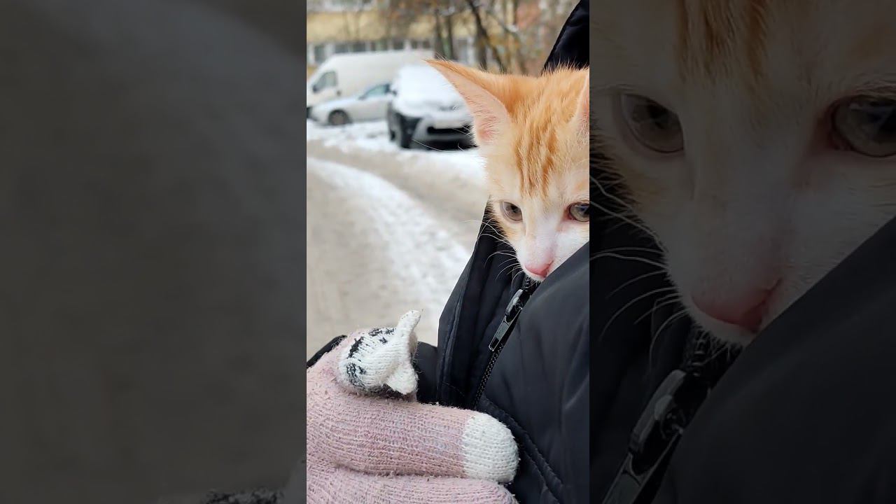 Скрытый воин впервые видит Птичек