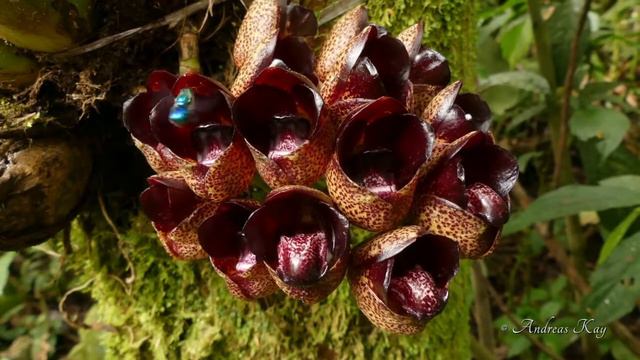 Orchid bees collecting perfume from Peristeria ephippium