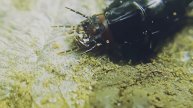 black earth beetle larva, чёрная личинка земного жука