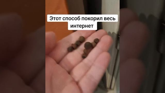 Помогает от мышей и жуков в доме